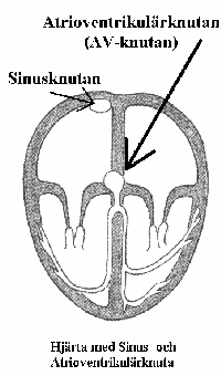 Hjrtat med sinus- och AV-knuta