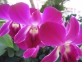 an orchid in thaild